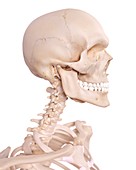 Human skull and cervical spine