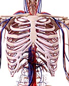 Human thoracic anatomy