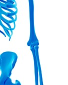 Human arm bones
