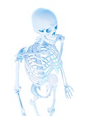 Human skeletal system