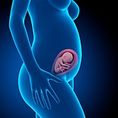 Human fetus age 26 weeks