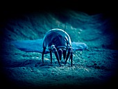 Dust mite