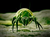 Dust mite