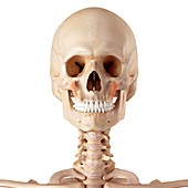 Human facial muscles