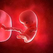 Human fetus age 9 weeks