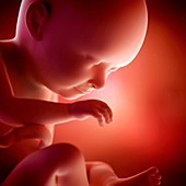 Human fetus age 33 weeks