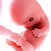 Human fetus age 8 weeks