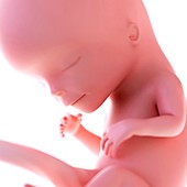 Human fetus age 12 weeks