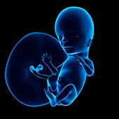 Human fetus age 15 weeks