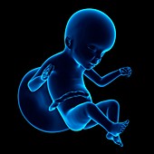 Human fetus age 23 weeks
