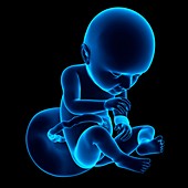 Human fetus age 37 weeks