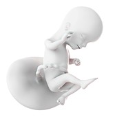 Human fetus age 16 weeks