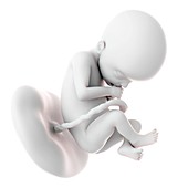 Human fetus age 22 weeks