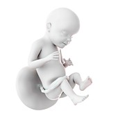 Human fetus age 28 weeks