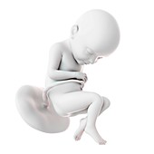 Human fetus age 32 weeks