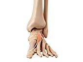 Human foot anatomy