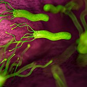 Helicobacter pyloris bacteria