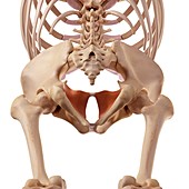 Human pelvis