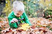 Boy examining autumn leaf