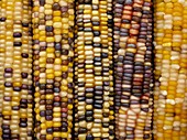 Flint corn