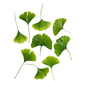 Maidenhair leaves