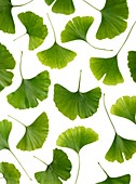 Maidenhair leaves