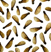 Sycamore seeds