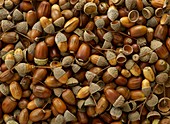 Acorns from an oak tree