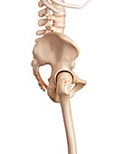 Human ligament