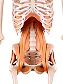 Human hip muscles