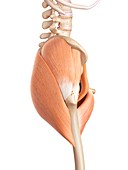 Human hip muscles