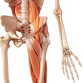 Human hip and leg muscles