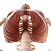 Human thoracic muscles