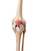 Human knee anatomy