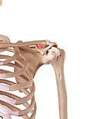 Human shoulder ligament