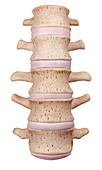 Human lumbar spine