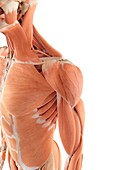 Human shoulder muscles