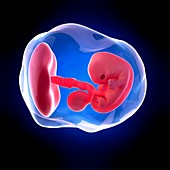 Human embryo age 7 weeks