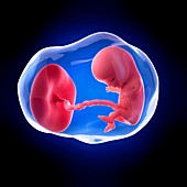 Human fetus age 11 weeks