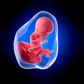 Human fetus age 17 weeks