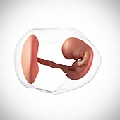 Human embryo age 8 weeks