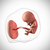 Human fetus age 12 weeks