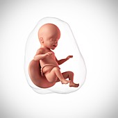 Human fetus age 26 weeks