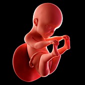 Human fetus age 25 weeks