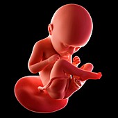 Human fetus age 35 weeks