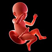 Human fetus age 39 weeks