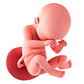 Human fetus age 38 weeks