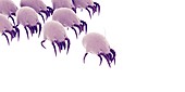 Dust mites