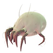 Dust mite