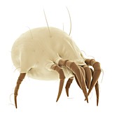 Dust mite